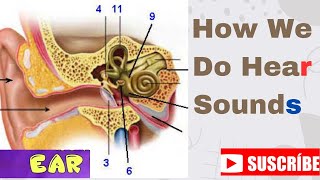 Human Ear  Structure amp working  Hear Sound  How Our Ear works  Journey Of Sound To The Brain [upl. by Maidie]