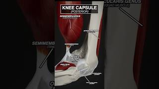 Your KNEE CAPSULE in MOTION anatomy 3d animation medicalstudent kneepain doctor [upl. by Yllib498]