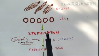 Production of Citric acid and Lactic acid by fermentation  Organic acids  Bio science [upl. by Hachmin]