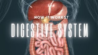 Digestive System  3D ANIMATION  DIGESTION  SUBTITLE [upl. by Htiderem393]