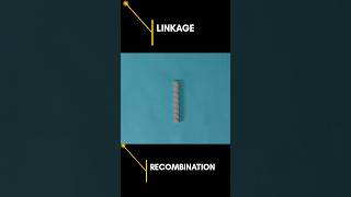 Linkage and Recombination Neet pyq ncert geneticslinkagerecombination class12biology [upl. by Fahy]