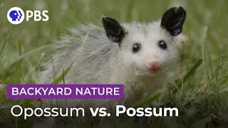 Mythbusting Opossum Facts  Backyard Nature [upl. by Weiler397]