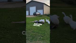 This man faked a fall to prank his geese 😂 [upl. by Shakti]