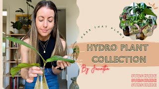 Hydroponic Houseplant Collection  Calming Watering Videos  Water Propagation Plant Tips ASMR [upl. by Tdnarb]