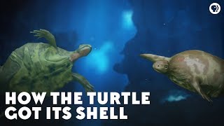 How the Turtle Got Its Shell [upl. by Abibah539]