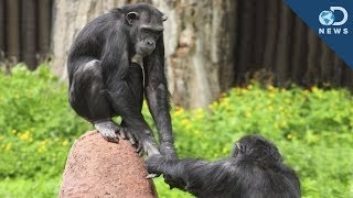 We Finally Know Why Chimpanzees Cooperate With Each Other [upl. by Ttesil15]