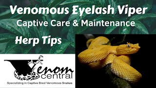 Eyelash Viper Captive Care  Techniques amp Tips for Eyelash Vipers [upl. by Salakcin407]