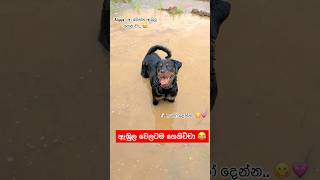 දවල්ට කන්නත් අමතකයි 😂🐶💕 akita viralvideo dog subscribe funny dog comedy pets fyp [upl. by Teiv]