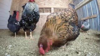 My Wyandotte Chickens [upl. by Attenohs254]