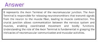 Identify the part of the neuromuscular junction at B B A Axon Terminal [upl. by Schluter60]