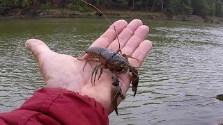 Fishing With Crawfish  Tips and Techniques [upl. by Airec]