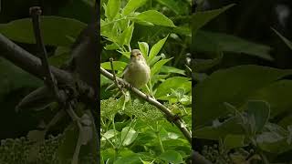 Chiffchaff singing in spring common chiffchaff [upl. by Byler788]