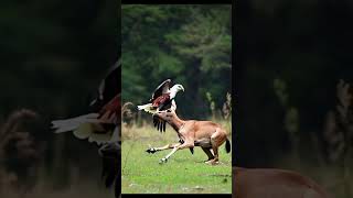 Eagle Playing with Antelope Eagle best funny videos 💜 🔥 😱 [upl. by Enirak]