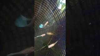 Guppy Breeding in tub தமிழ் 💥simple method 😳 guppybreeding fish guppy guppies [upl. by Maze935]