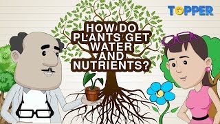 Transportation of Water and Nutrients in Plants  Xylem and Phloem Class 7th Biology [upl. by Morganne]