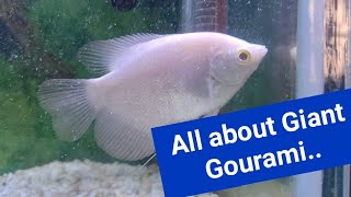 All about Giant Gourami Fish Care Tank Mates Food and Tank Size🌊🐟 [upl. by Laurinda]