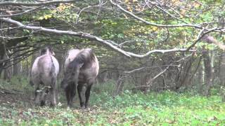 Foal and stallion dad playing  Konik horses [upl. by Hamlen507]