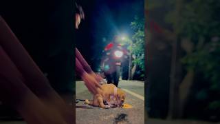 Plz drive dekhiki karantu 🐶dogdoglover trendingsadsongdeepak09dogshortsyoutubeshorts [upl. by Yadnus]