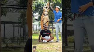 tiger lion animals wildlife pets music dance love song dancer [upl. by Ailuj694]