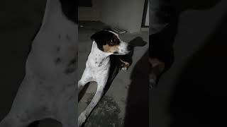 rozi dog dogshorts shorts youtube youtubeshorts ytviral viralshort viralvideo bollywood [upl. by Evanne64]