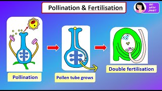 SPM BIOLOGY FORM 5 CHAPTER 6 63 POLLINATION amp DOUBLE FERTILISATION kssm [upl. by Yelwar]