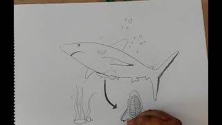 commensalism drawing I commensalism drawing easy I commensalism examples drawing easy [upl. by Elvia]