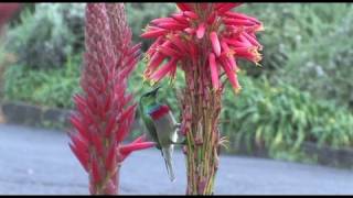 Into the Fynbos Conserving Biodiversity in the Cape Floristic Region [upl. by Ahselat805]