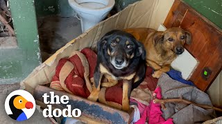 Dumped Dog Siblings Were So Scared To Get Rescued  The Dodo [upl. by Infield751]