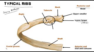 Typical Rib  Anatomy  Bangla [upl. by Easter999]