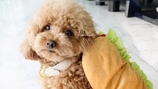 Toy Poodle  Funny Poodles  Poodle Puppy  Cute Poodle – Poodle Video Compilation 1 [upl. by Uzial558]