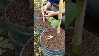 Tumpang sari jagung dan timun di botol bekas [upl. by Nash]