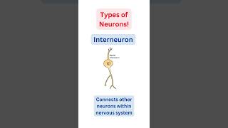 Types of Neurons amp their Functions Explained  science  shorts [upl. by Ahsikcin]