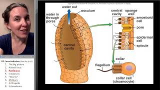 Poriferans Biology Course [upl. by Hairakcaz]