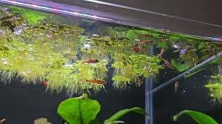 Feeding my Dwarf Rasboras in my nano aquarium [upl. by Fatima120]