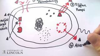 Betalactamase antibiotic resistance [upl. by Eliot]