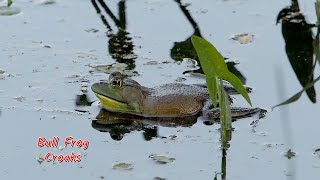 Bull Frog Croaking Petrie Island [upl. by Delano]