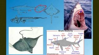 Vertebrate Diversity The Fish [upl. by Phare]