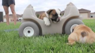 Cutest English Bulldog Puppies EVER [upl. by Anitsud]