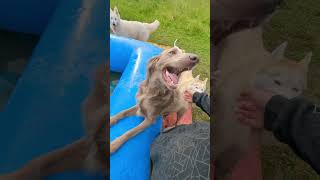 Un champion du saut en piscine  chien pets doglife [upl. by Ettellocin]