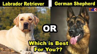 Labrador Retriever or German Shepherd Which One is Best For You as Pet  TUC [upl. by Norvol]