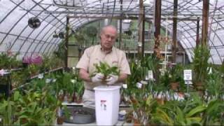 Orchid Potting Demonstration 1 [upl. by Chane]