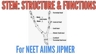 STEM its structure and functions [upl. by Braunstein]