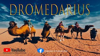 Los secretos del desierto DROMEDARIOS Y CAMELLOS EN ICA  MINIDOCUMENTAL [upl. by Eanram]