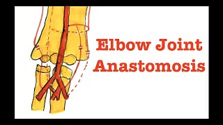 Anatomy  Elbow Joint Anastomosis explained in detail  Upper Limb [upl. by Elorac7]