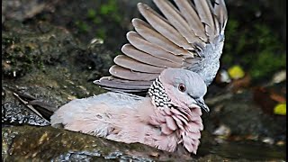 Here is the Dove with open wings 😉🌞 [upl. by Darsie]