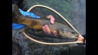 Peche truite Sorgue Juin 2018 avec des poissons de  de 40 cm by ZZF [upl. by Bronk731]