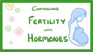 GCSE Biology  What is IVF How Does IVF Work and What Are The Risks IVF Explained 62 [upl. by Dabbs35]