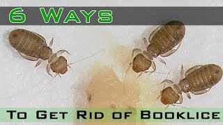 How to Get Rid of Booklice [upl. by Ecyal]