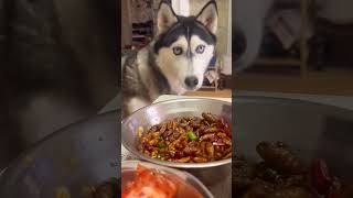 Funny dog reaction  siberian huskey dog huskylife viralvideo pets [upl. by Assilym]