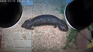 female shingleback skink [upl. by Ardnalak199]